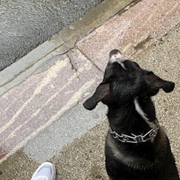 thumbnail petsitter Cluj-Napoca or pet nanny for dogs cats