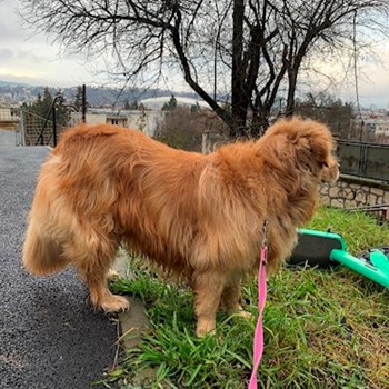 thumbnail petsitter Cluj-Napoca or pet nanny for dogs cats