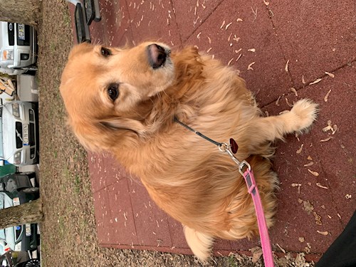 Stoica- petsitter Cluj-Napoca or Pet nanny for dogs cats
