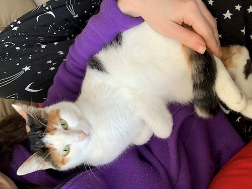 Stoica- petsitter Cluj-Napoca or Pet nanny for dogs cats