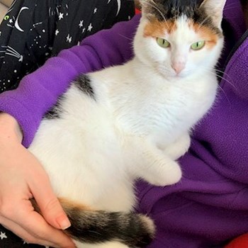 thumbnail petsitter Cluj-Napoca or pet nanny for dogs cats