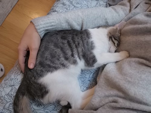 Charlotte- petsitter București sau Bonă pentru animale pentru pisici