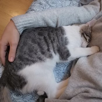 thumbnail petsitter București sau bonă pentru animale pentru pisici