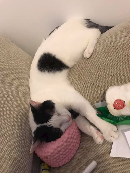 Carla- petsitter Timișoara or Pet nanny for 