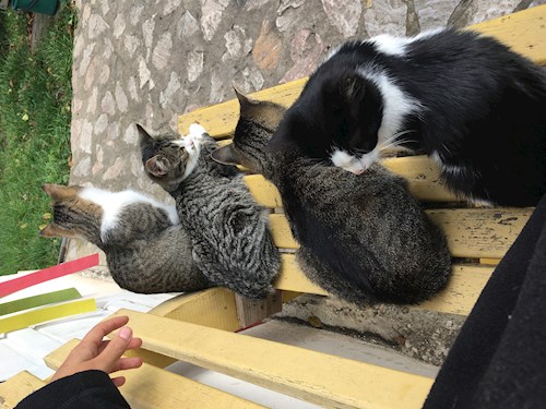 Ina- petsitter Cluj-Napoca or Pet nanny for cats 