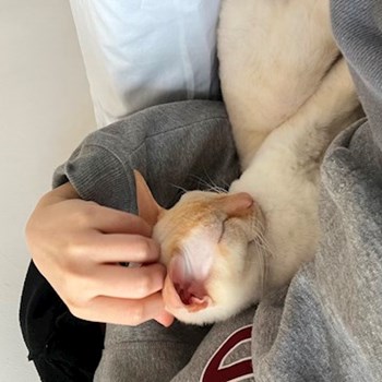  thumbnail petsitter București or pet nanny for cats 