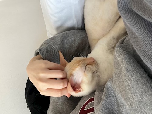 Sarah- petsitter București sau Bonă pentru animale pentru pisici