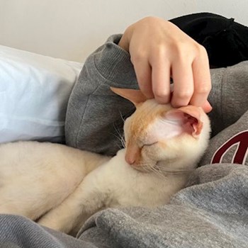 thumbnail petsitter București sau bonă pentru animale pentru pisici