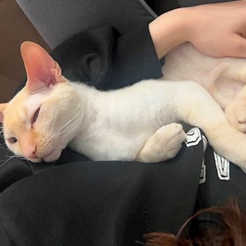  thumbnail petsitter București or pet nanny for cats 