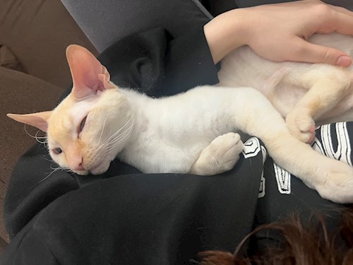 Sarah- petsitter București sau Bonă pentru animale pentru pisici