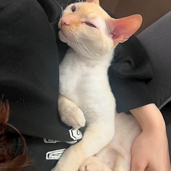 thumbnail petsitter București sau bonă pentru animale pentru pisici