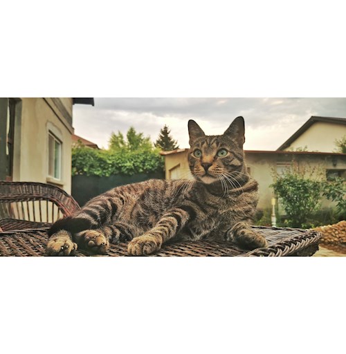 Diana- petsitter Oradea sau Bonă pentru animale pentru câini pisici 