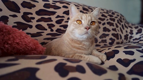 Ioana- petsitter Florești sau Bonă pentru animale pentru pisici