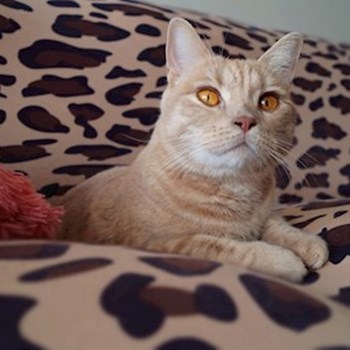 thumbnail petsitter Florești sau bonă pentru animale pentru pisici