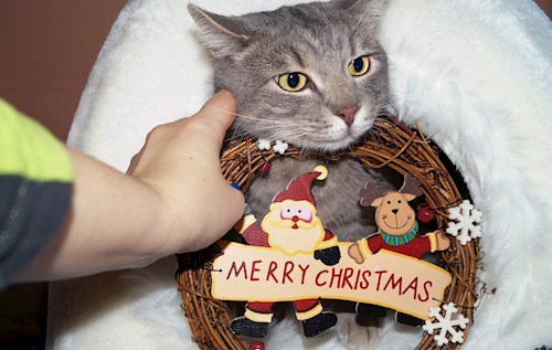 Ioana- petsitter Florești sau Bonă pentru animale pentru pisici