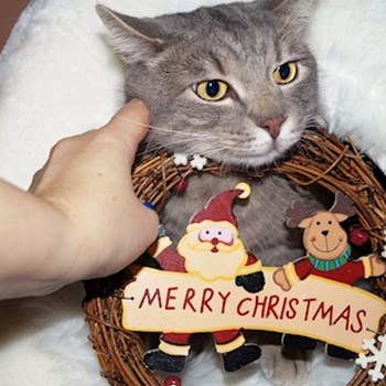 thumbnail petsitter Florești sau bonă pentru animale pentru pisici