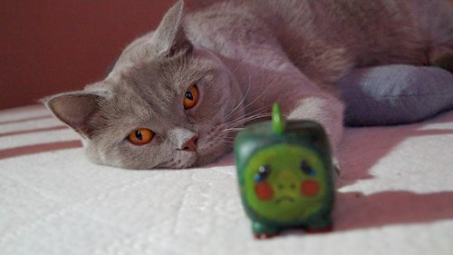 Ioana- petsitter Florești sau Bonă pentru animale pentru pisici