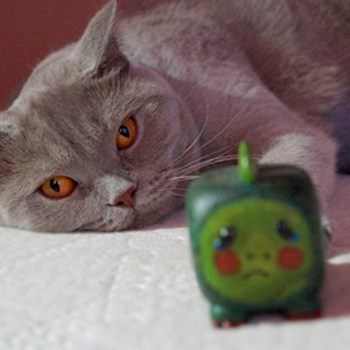 thumbnail petsitter Florești sau bonă pentru animale pentru pisici