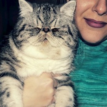 thumbnail petsitter Florești sau bonă pentru animale pentru pisici