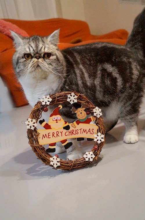 Ioana- petsitter Florești sau Bonă pentru animale pentru pisici