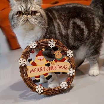 thumbnail petsitter Florești sau bonă pentru animale pentru pisici