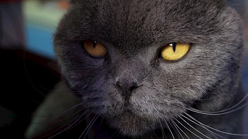 Ioana- petsitter Florești sau Bonă pentru animale pentru pisici