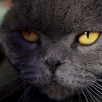 thumbnail petsitter Florești sau bonă pentru animale pentru pisici