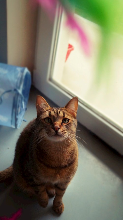 Ioana- petsitter Florești sau Bonă pentru animale pentru pisici