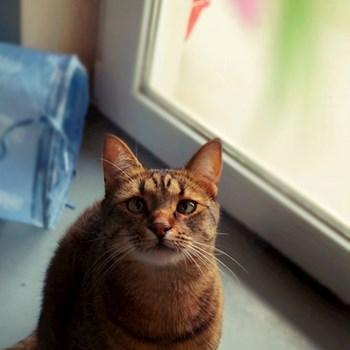 thumbnail petsitter Florești sau bonă pentru animale pentru pisici