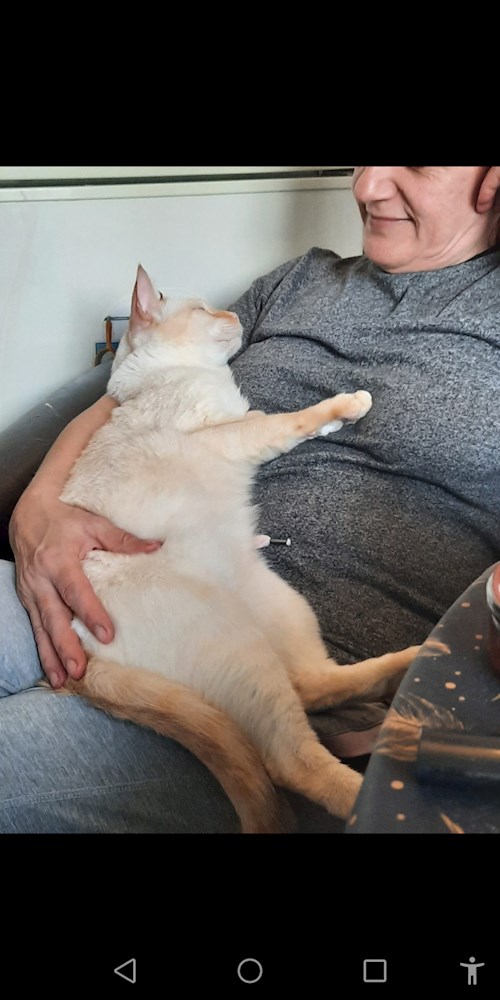 Alexe- petsitter București or Pet nanny for dogs cats