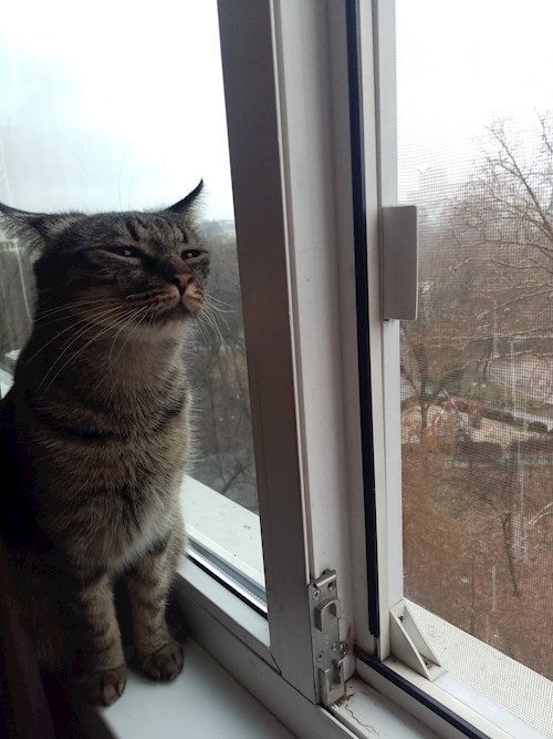 Alexandra- petsitter București sau Bonă pentru animale pentru câini pisici