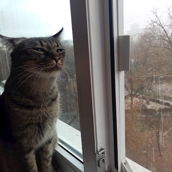 thumbnail petsitter București sau bonă pentru animale pentru câini pisici