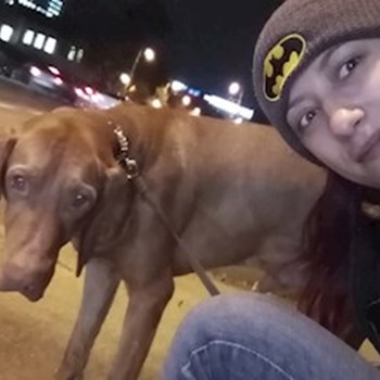 thumbnail petsitter București sau bonă pentru animale pentru câini pisici