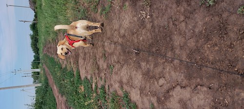 Ina- petsitter Cluj-Napoca sau Bonă pentru animale pentru câini pisici