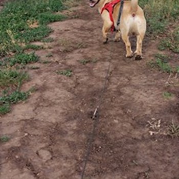 thumbnail petsitter Cluj-Napoca sau bonă pentru animale pentru câini pisici