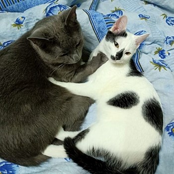  thumbnail petsitter Cluj-Napoca or pet nanny for dogs cats 