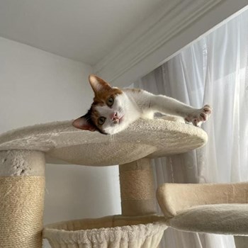  thumbnail petsitter Cluj-Napoca or pet nanny for dogs cats 