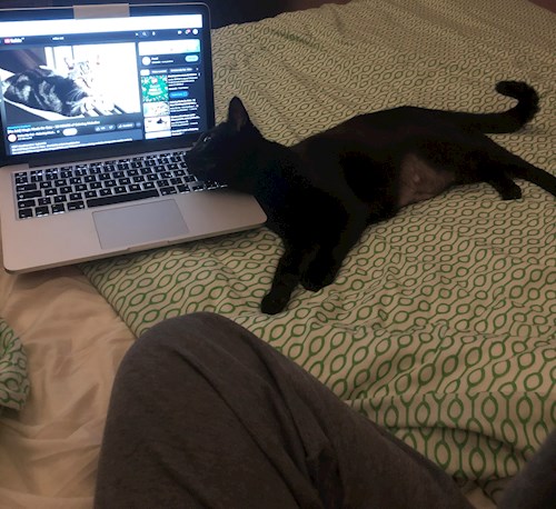 Valeria- petsitter București sau Bonă pentru animale pentru câini pisici