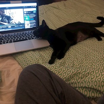 thumbnail petsitter București sau bonă pentru animale pentru câini pisici