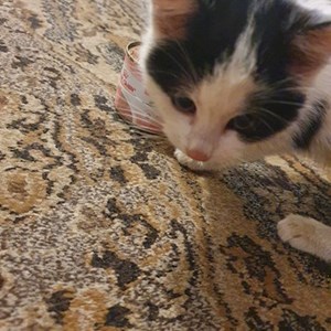 petsitter București or Pet nanny for Dogs Cats