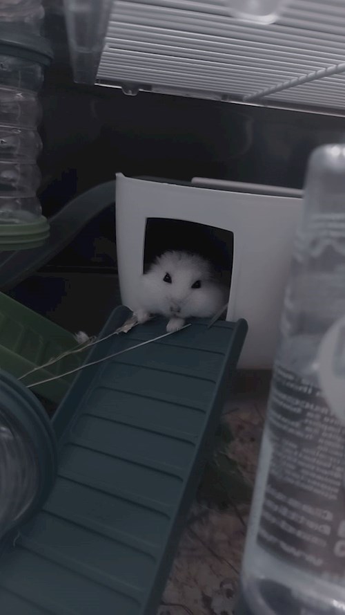 Ina- petsitter Cluj-Napoca sau Bonă pentru animale pentru câini pisici