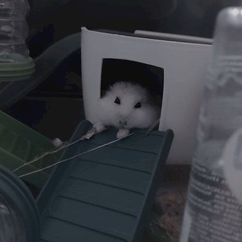 thumbnail petsitter Cluj-Napoca sau bonă pentru animale pentru câini pisici