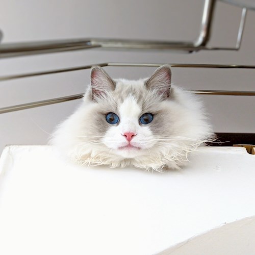 Cristina- petsitter Voluntari sau Bonă pentru animale pentru câini pisici