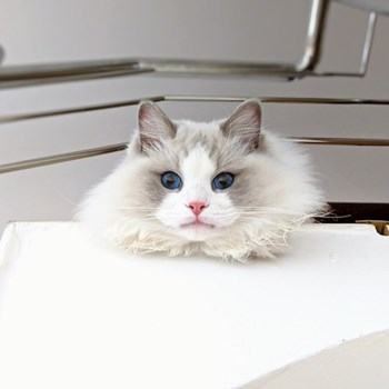 thumbnail petsitter Voluntari sau bonă pentru animale pentru câini pisici