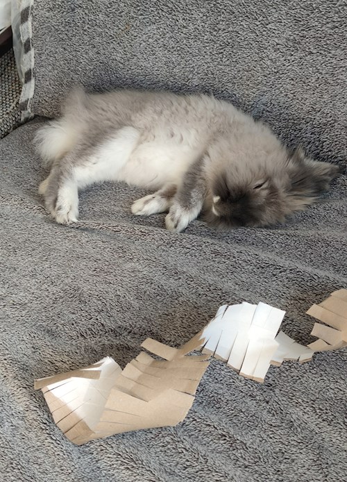 Kristiine- petsitter Cluj-Napoca or Pet nanny for dogs cats 