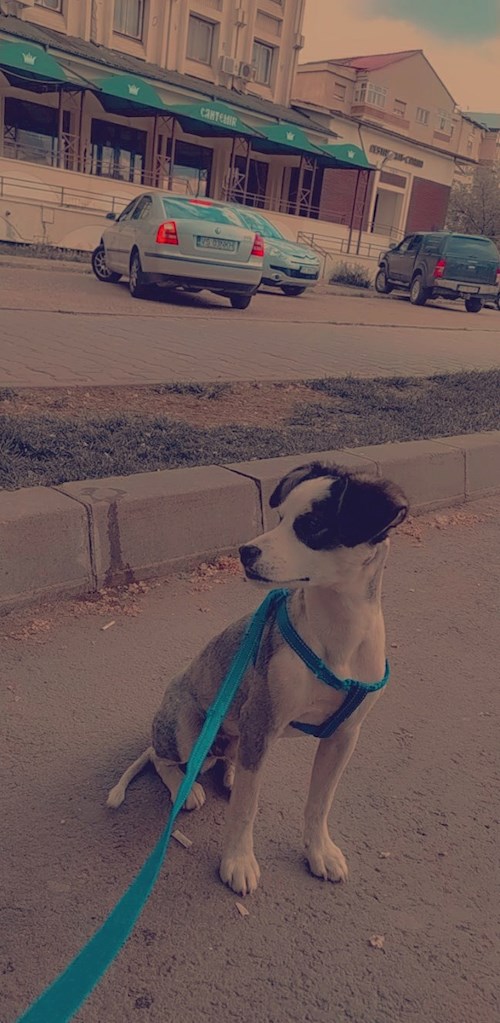 Românianu- petsitter Iași sau Bonă pentru animale pentru câini pisici