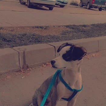 thumbnail petsitter Iași sau bonă pentru animale pentru câini pisici