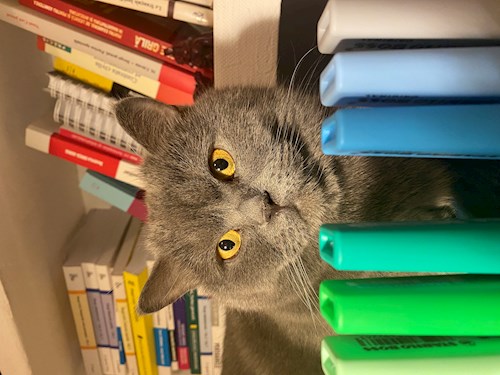 Beatrice- petsitter Bucureşti sau Bonă pentru animale pentru câini pisici