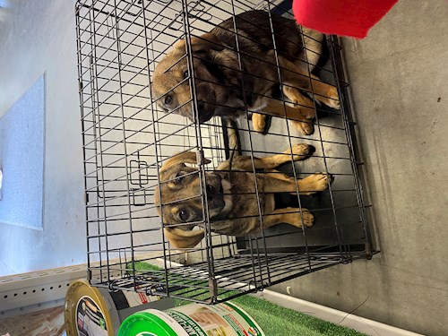 Beatrice- petsitter Bucureşti sau Bonă pentru animale pentru câini pisici