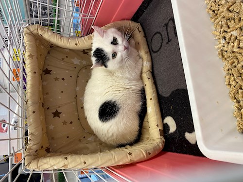 Beatrice- petsitter Bucureşti sau Bonă pentru animale pentru câini pisici